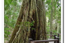 沙河26岁中国女子澳洲当伴游(药企回应一针药70万)