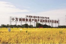 沙河关于成都商务伴游外围雇用的信息